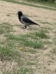 Corvus cornix