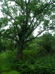 Quercus mongolica