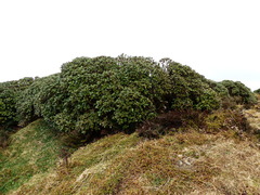 Macrolearia colensoi