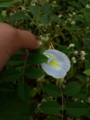 Clitoria