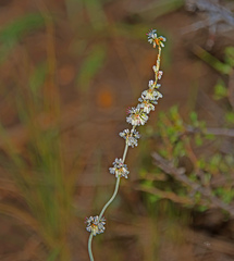 Eriogonum racemosum