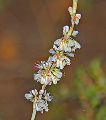 Eriogonum racemosum