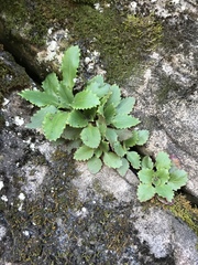 Micranthes virginiensis