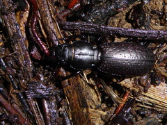 Mecodema crenaticolle