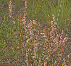 Eriogonum racemosum