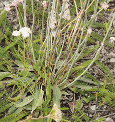 Eriogonum racemosum