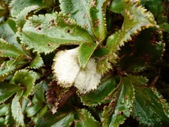 Macrolearia colensoi
