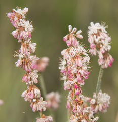 Eriogonum racemosum