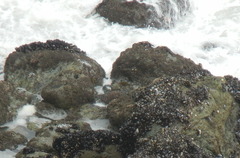 Mytilus californianus image