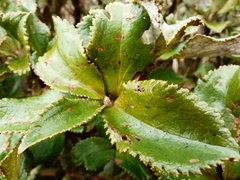 Macrolearia colensoi