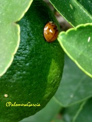 Harmonia axyridis