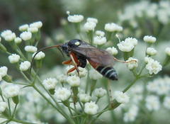 Ctenichneumon panzeri