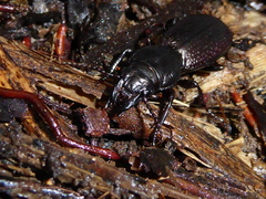 Mecodema crenaticolle