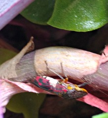 Homalodisca ichthyocephala