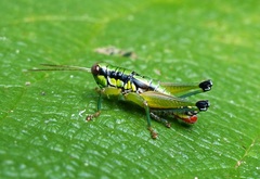Parascopas sanguineus