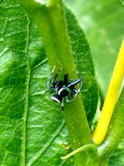 Salticidae