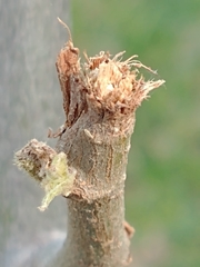 Myiopsitta monachus