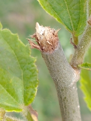 Myiopsitta monachus
