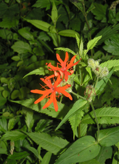 Silene fulgens