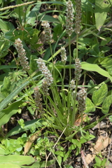 Plantago linearis
