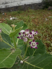 Calotropis procera