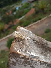 Compsus armatissimus