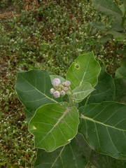 Calotropis procera