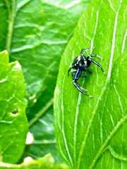 Salticidae