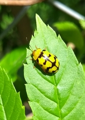 Alagoasa jacobiana