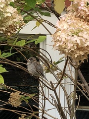 Passer domesticus