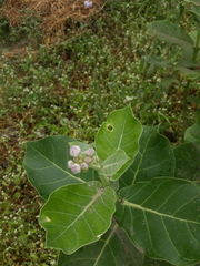 Calotropis procera