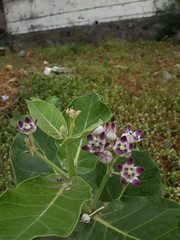 Calotropis procera