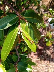 Hancornia speciosa