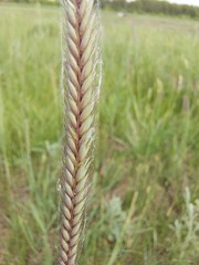 Hordeum brevisubulatum