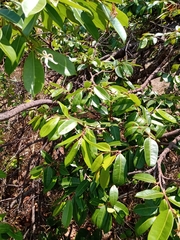 Hancornia speciosa