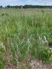 Hordeum brevisubulatum