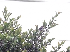 Patagioenas fasciata