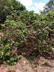 Hancornia speciosa
