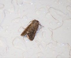 Protorthodes melanopis