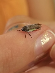 Hamana gelbata