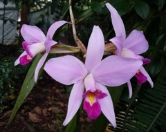 Laelia anceps