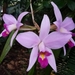 Orchids - Photo (c) batcoat55, some rights reserved (CC BY-NC), uploaded by batcoat55