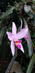 Laelia anceps