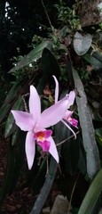 Laelia anceps