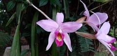 Laelia anceps