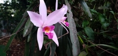 Laelia anceps