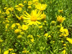 Senecio selloi