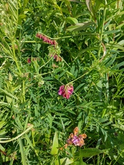 Vicia megalotropis