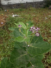Calotropis procera