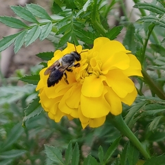 Megachile conjuncta